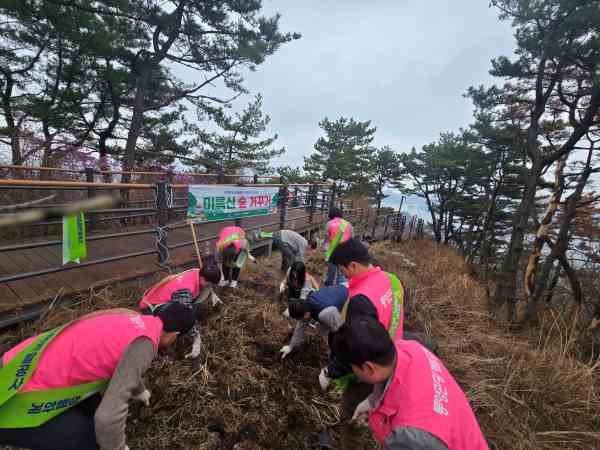 통영관광개발공사, 미륵산 진달래 숲 가꾸기 행사 개최 기사 이미지