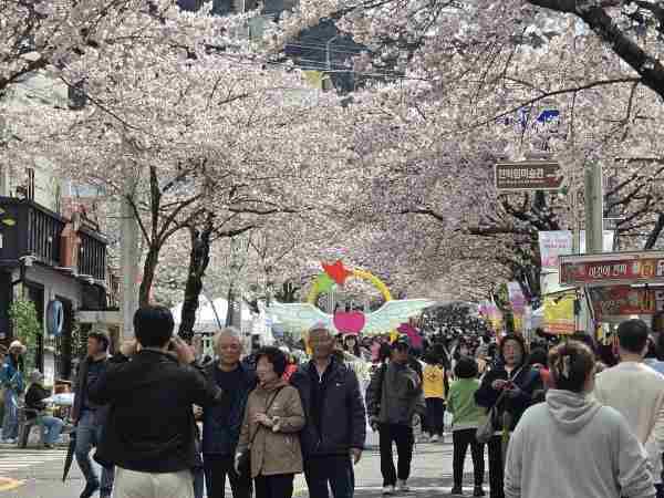 봉평동 ‘봉숫골 꽃나들이 축제’ 성료…벚꽃길에 물든 봄의 추억 기사 이미지